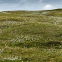 Shetland 180 copia